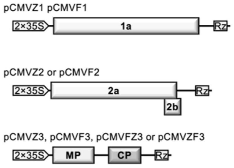 Cucumber mosaic virus mediated gene silencing system and application thereof in plant target gene silencing