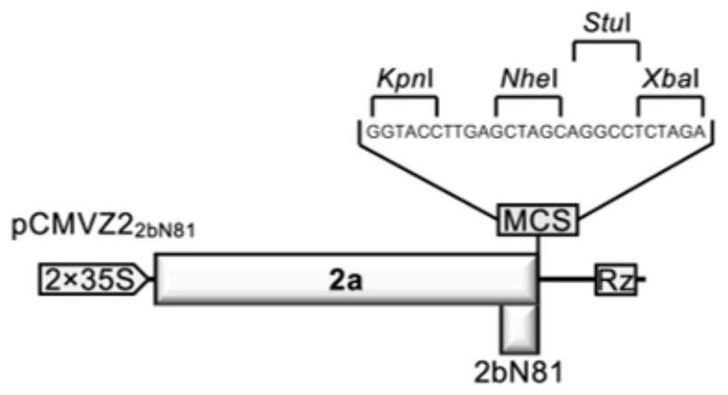 Cucumber mosaic virus mediated gene silencing system and application thereof in plant target gene silencing