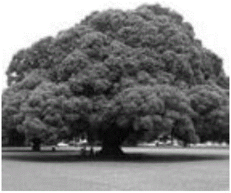 Image retrieval method based on vocabulary tree information fusion and Hausdorff distance combination