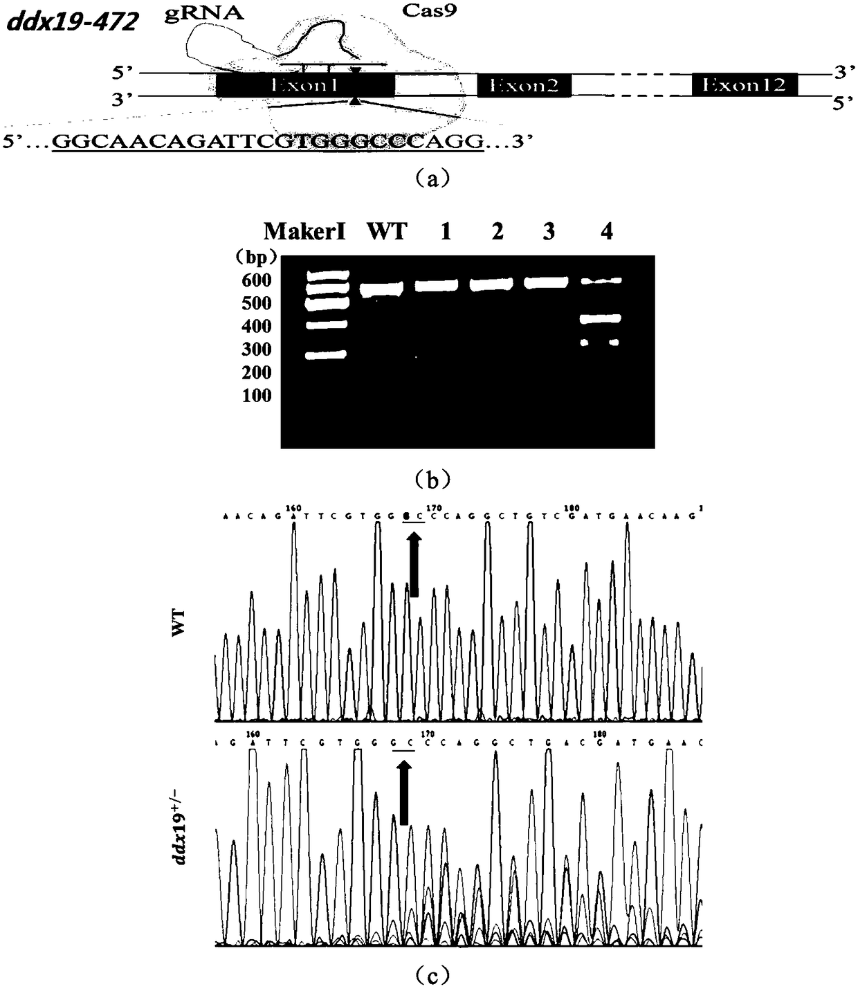 Preparation method of ddx19 gene-deleted zebrafish mutant