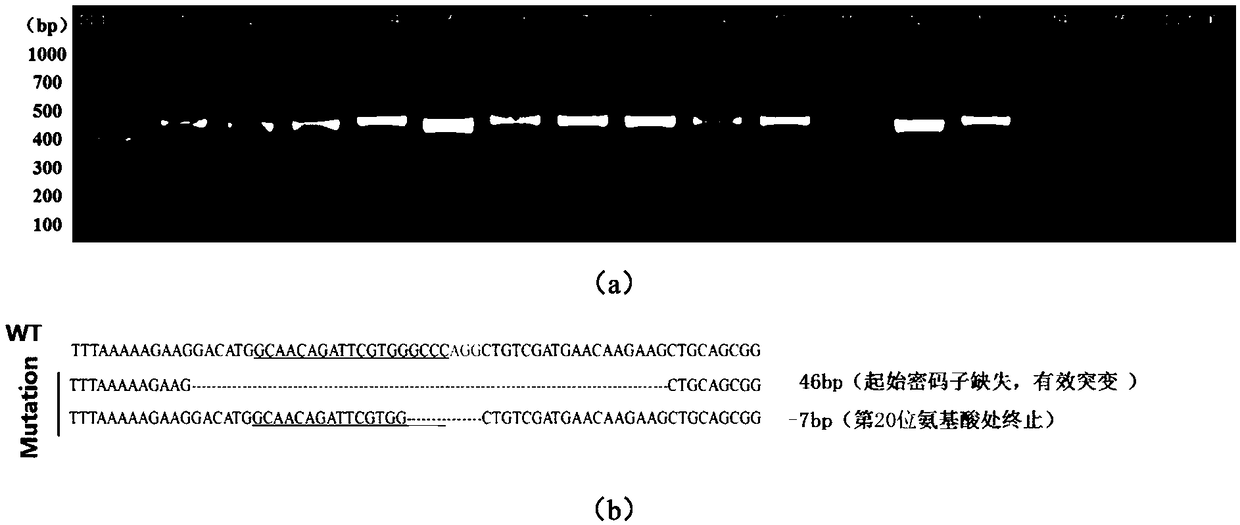 Preparation method of ddx19 gene-deleted zebrafish mutant