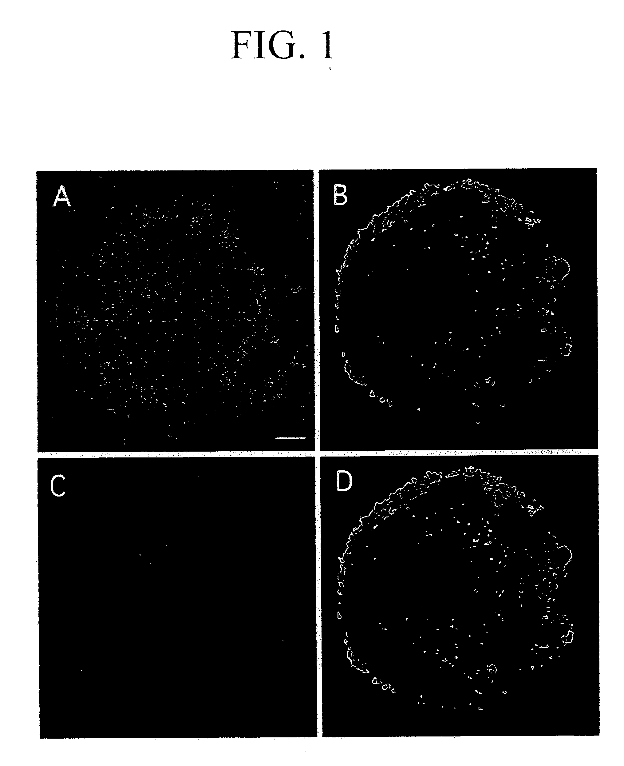 Process for producing nerve cells