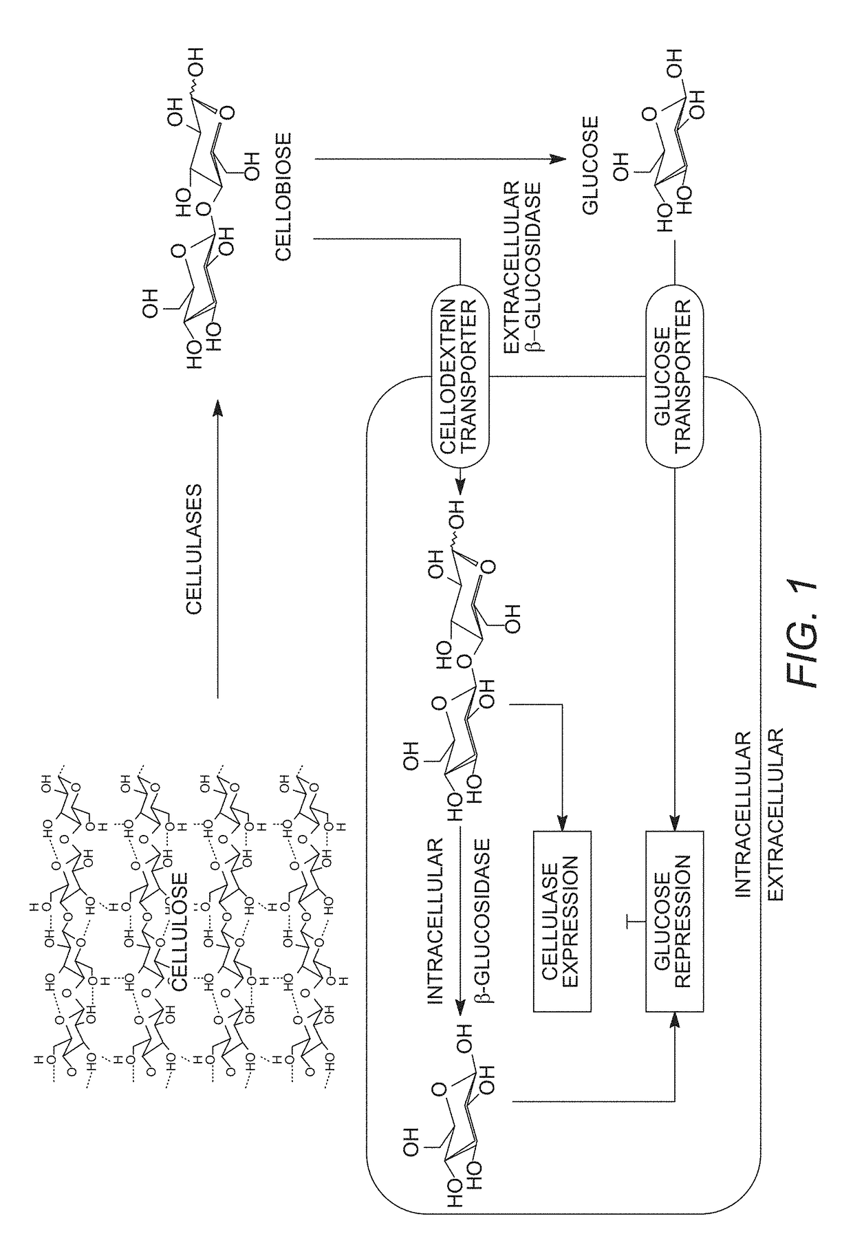 Mutant cells for protein secretion and lignocellulose degradation