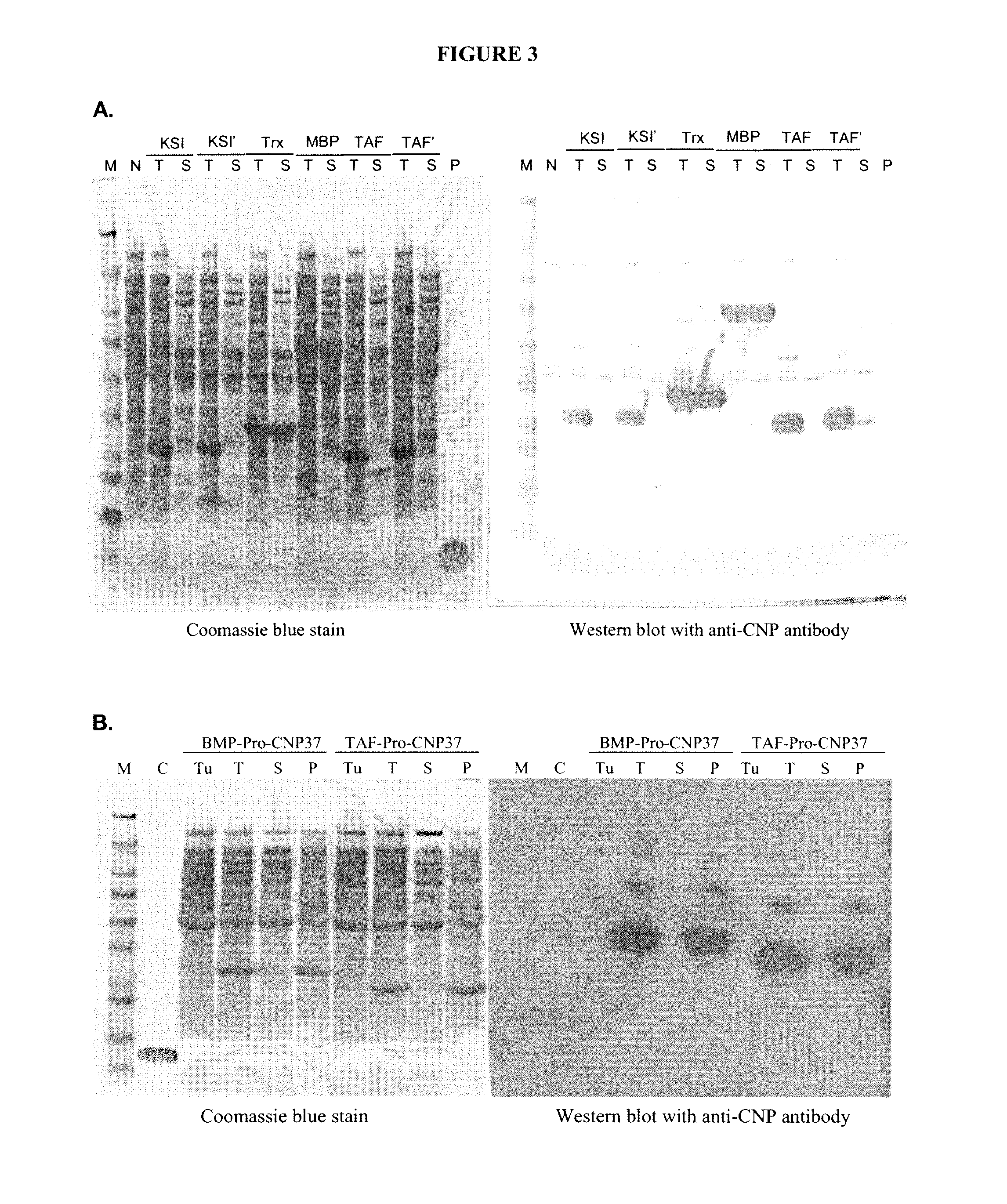 Variants of C-Type Natriuretic Peptide
