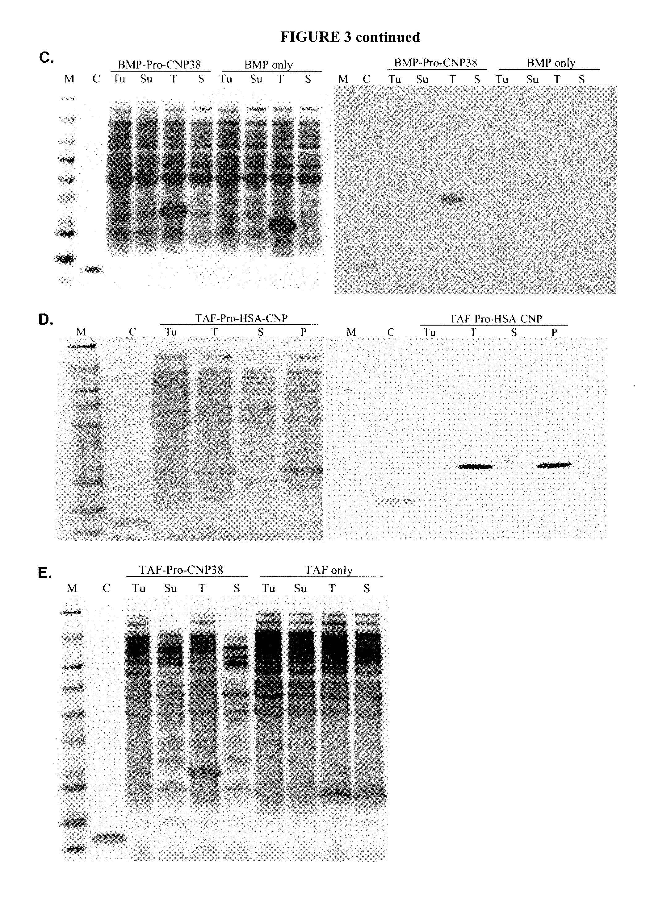 Variants of C-Type Natriuretic Peptide