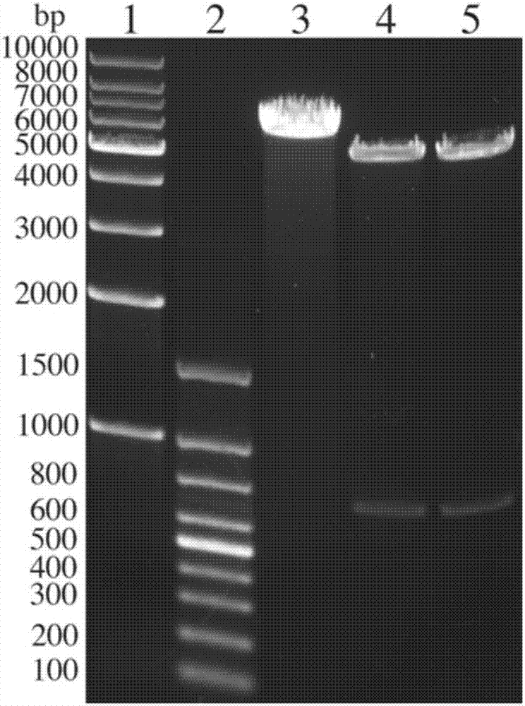 Codon-optimized severe fever with thrombocytopenia syndrome virus nucleoprotein gene and its nucleic acid vaccine