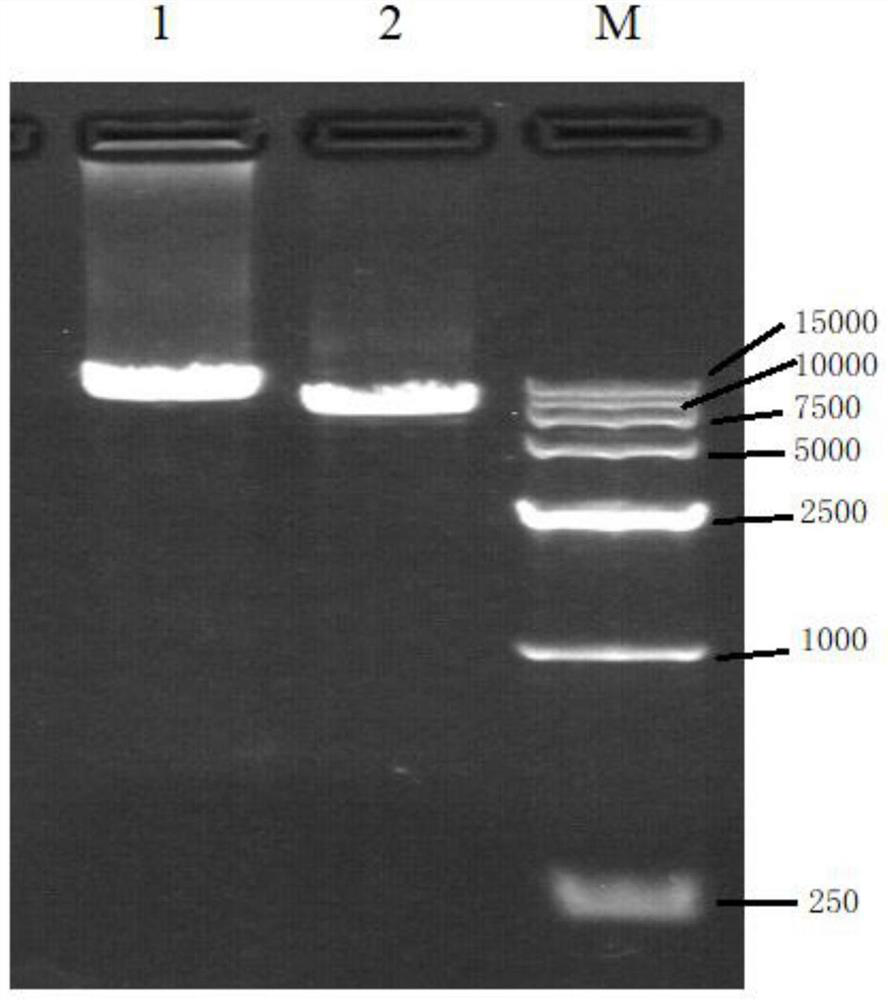 Method for detecting CAH related true and false genes