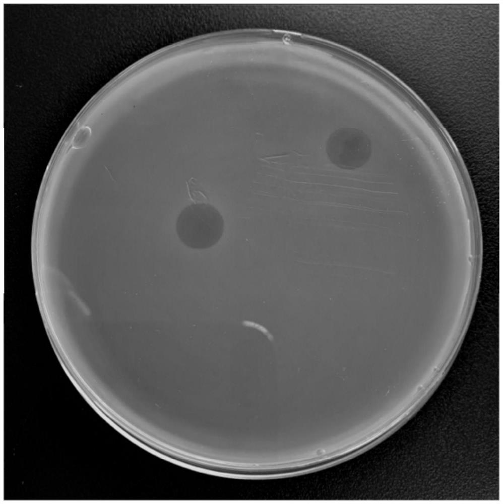 Pseudomonas syringae phage and composition, kit and application thereof