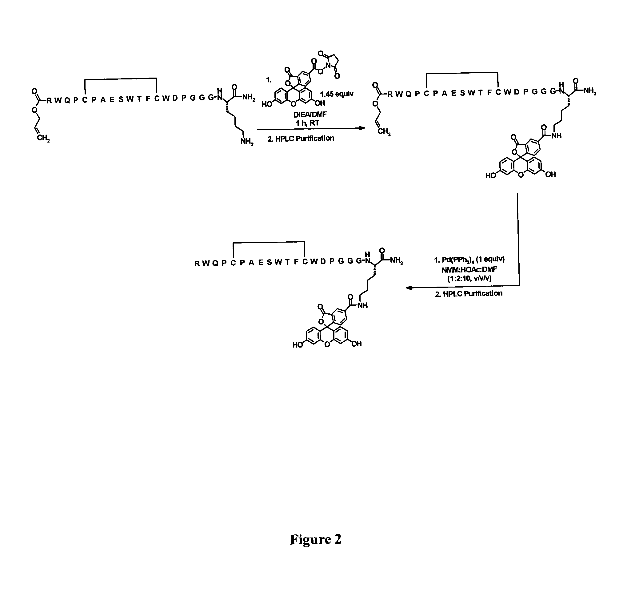 Fibrin-Binding Peptides and Conjugates Thereof