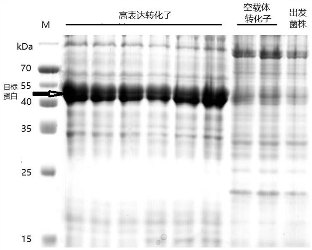 A kind of cold tolerance lactase gene and its expression vector and protein