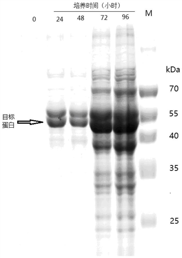 A kind of cold tolerance lactase gene and its expression vector and protein