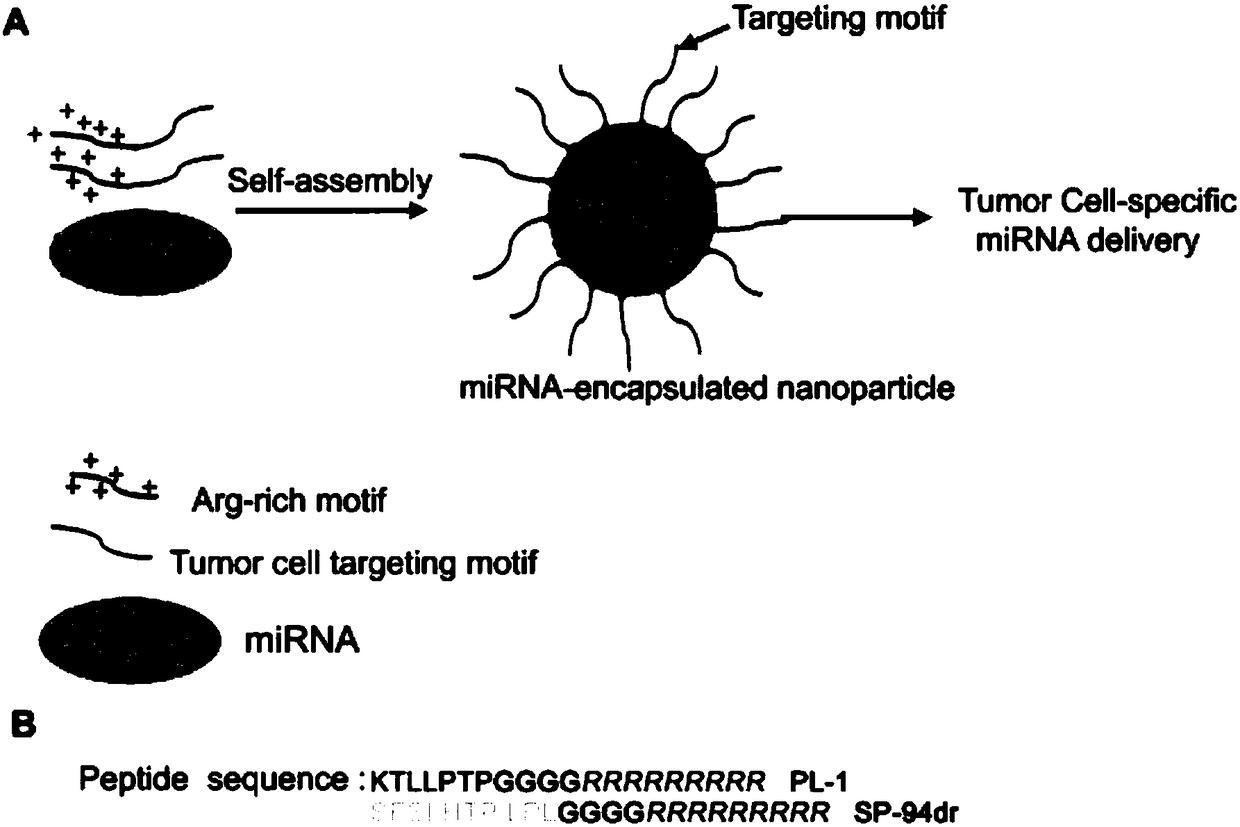 Pancreatic-cancer-targeting nucleic acid polypeptide nanodrug and preparation method thereof