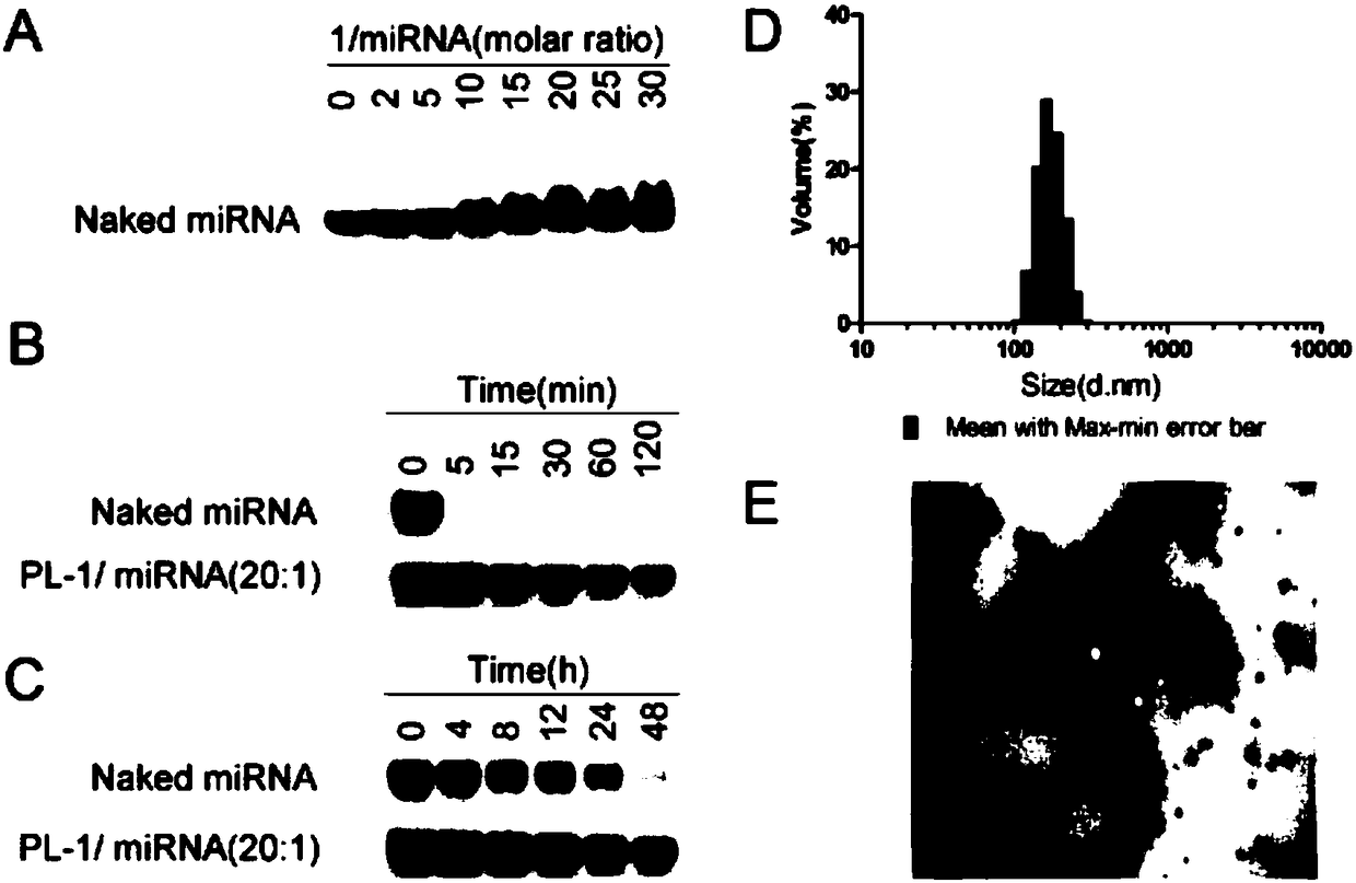 Pancreatic-cancer-targeting nucleic acid polypeptide nanodrug and preparation method thereof