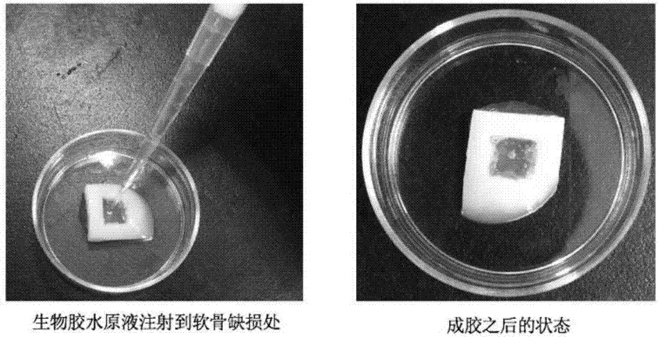 Three-component biological glue as well as preparation and application thereof