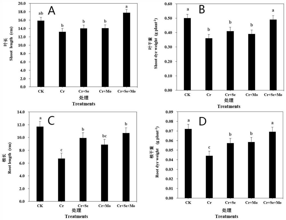 Application of exogenous selenium-molybdenum composition in relieving chromium stress of tobacco