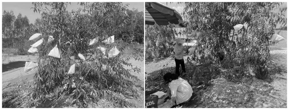 Artificial cross breeding method for eucalyptus based on female parent dwarfing