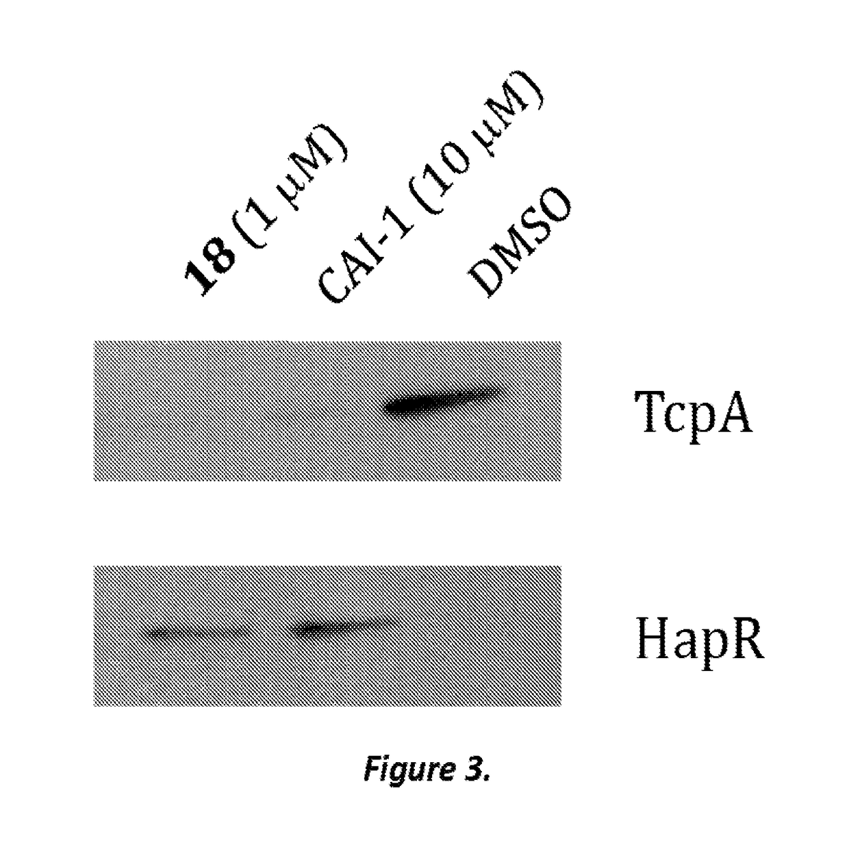 Heterocycle analogs of CAI-1 as agonists of quorum sensing in vibrio