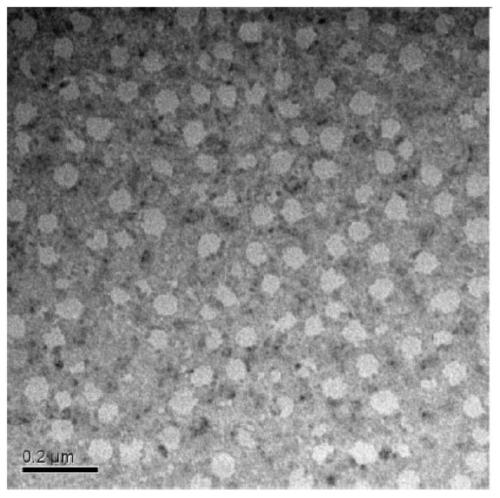 Cationic polymer nanomaterial gene carrier and its preparation method and application