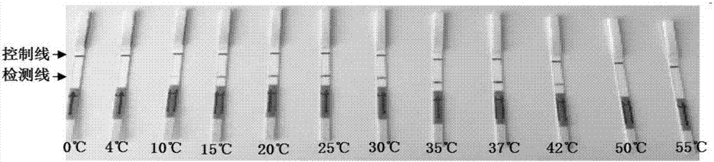 Porcine kobuvirus quick detection method combining reverse transcription-recombinase polymerase amplification (RT-RPA) and lateral flow chromatographic technology, and porcine kobuvirus detection kit