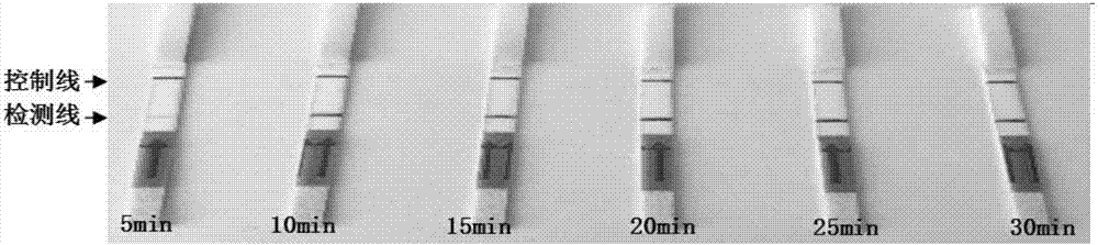 Porcine kobuvirus quick detection method combining reverse transcription-recombinase polymerase amplification (RT-RPA) and lateral flow chromatographic technology, and porcine kobuvirus detection kit