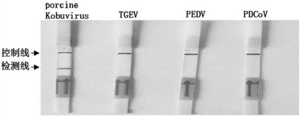 Porcine kobuvirus quick detection method combining reverse transcription-recombinase polymerase amplification (RT-RPA) and lateral flow chromatographic technology, and porcine kobuvirus detection kit