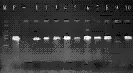 Method for obtaining drought resisting transgenic corn inbred line through dropping at style section