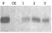 Method for obtaining drought resisting transgenic corn inbred line through dropping at style section