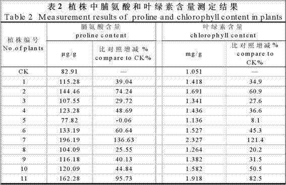 Method for obtaining drought resisting transgenic corn inbred line through dropping at style section