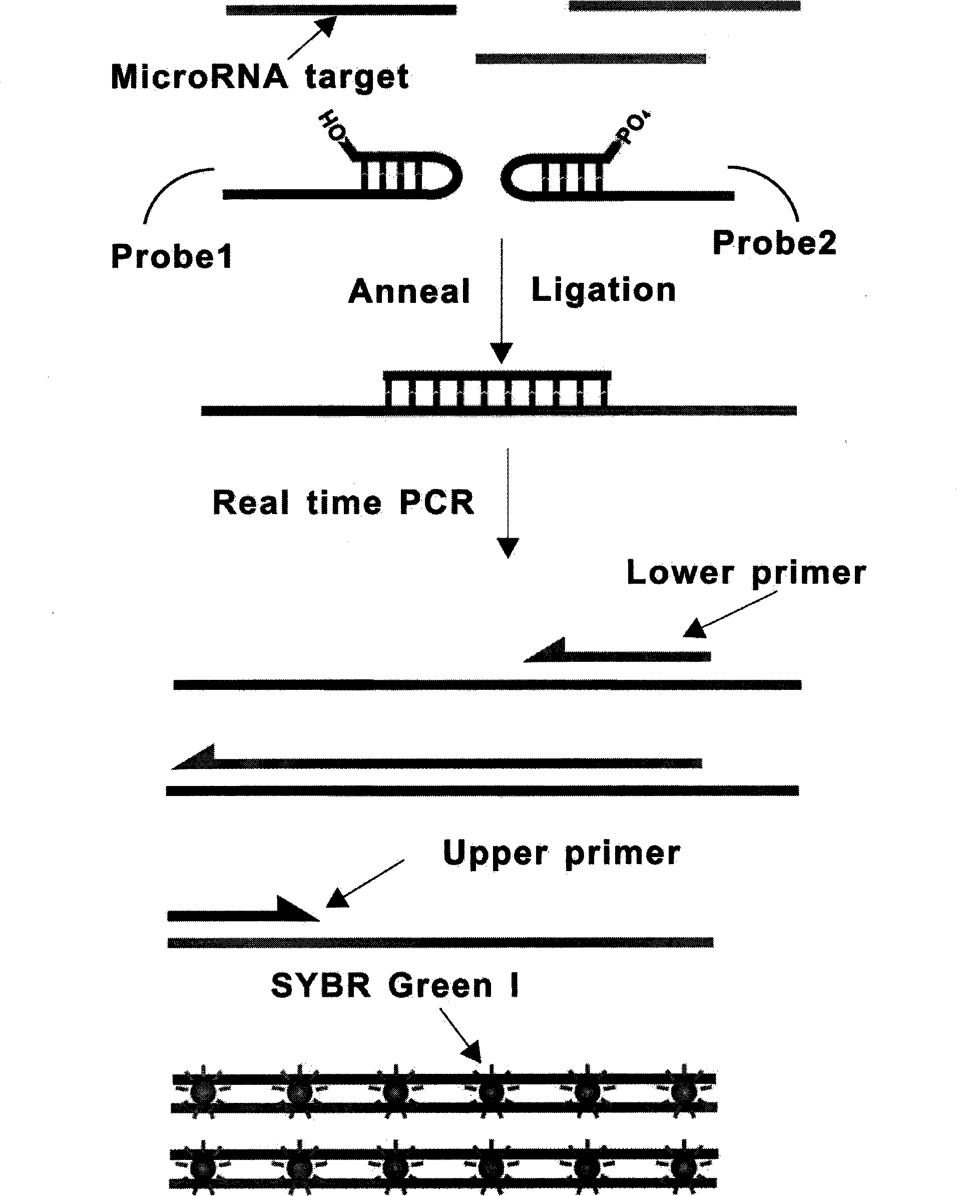 Probe set for detecting small RNA and method for detecting small RNA using same