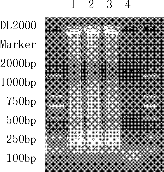 Primer composition for detecting NDM-1 gene with high specificity and application thereof