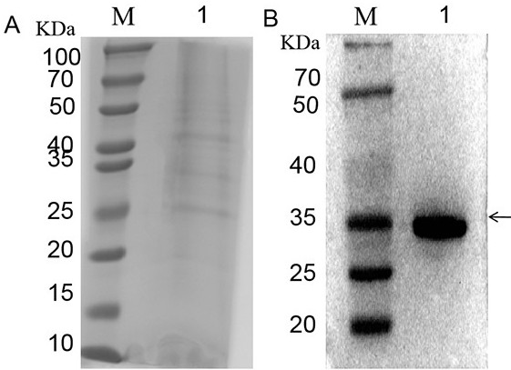 Enterocytozoon hepatopenaei spore wall protein as well as preparation and application of polyclonal antibody thereof