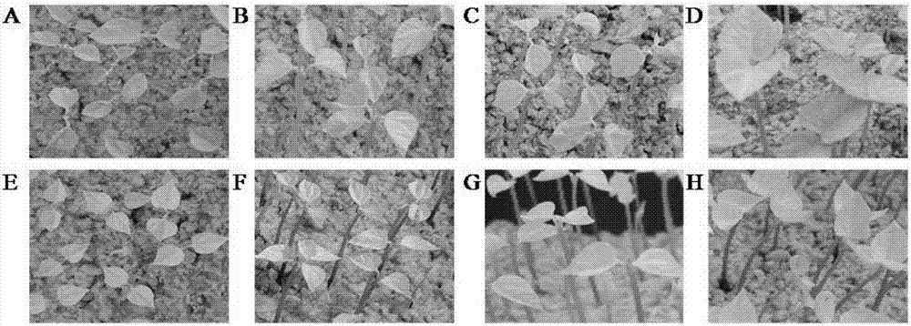 Method for identification and evaluation of cold resistance of red beans