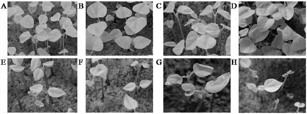 Method for identification and evaluation of cold resistance of red beans