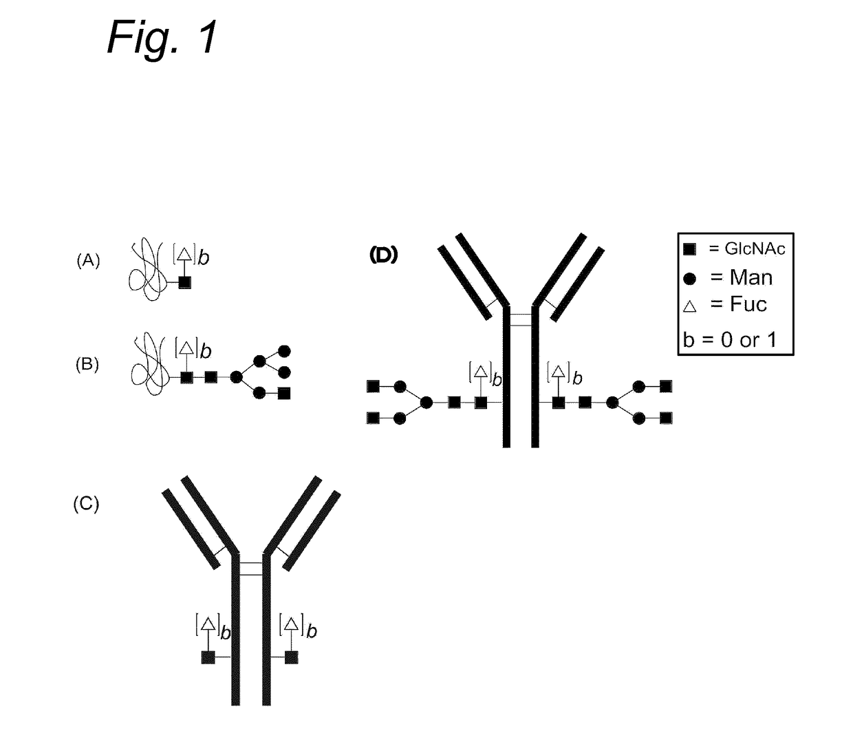 Process for the modification of a glycoprotein using a glycosyltransferase that is or is derived from a ß(1,4)-n-acetylgalactosaminyltransferase