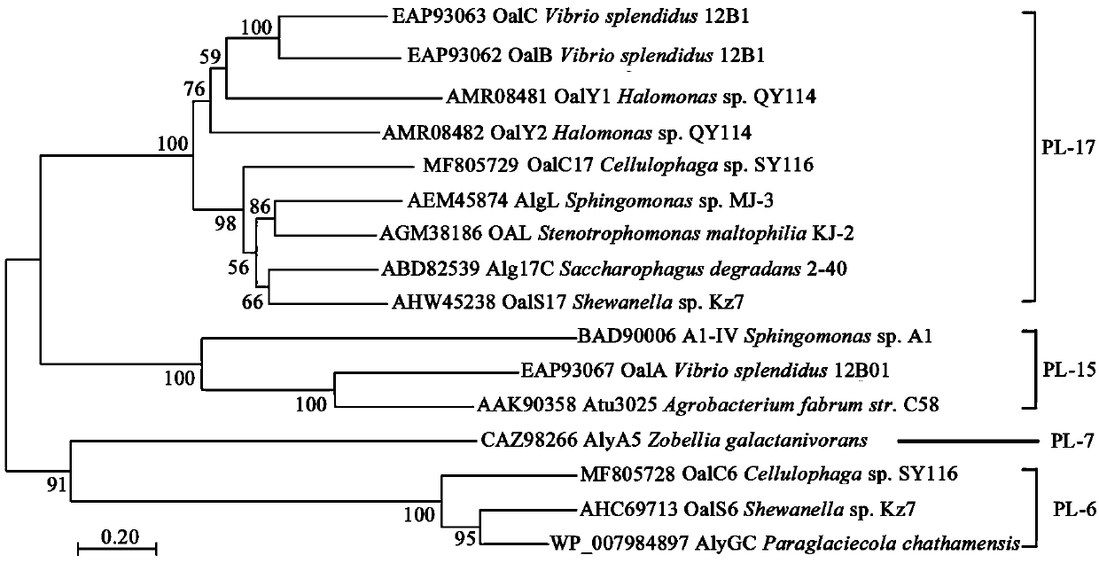 Preparation method and application of alginatelyase OalC6