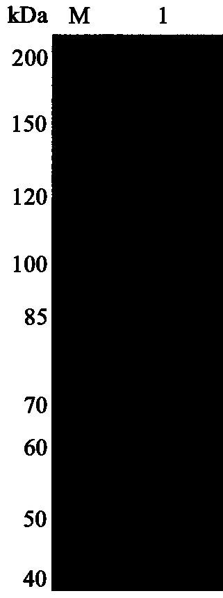 Preparation method and application of alginatelyase OalC6