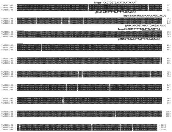 Acquisition of edited wheat susceptible gene plants and application of edited wheat susceptible gene plants in disease-resistant variety cultivation