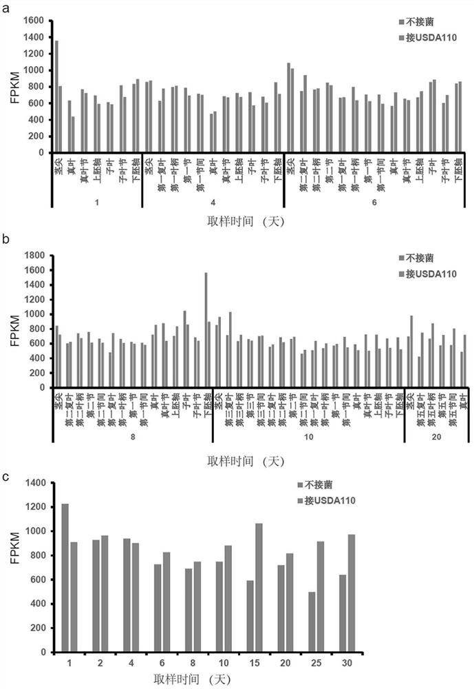 Application of soybean gene promoters pEIF1 and pEIF1-I in soybean, arabidopsis thaliana and tobacco