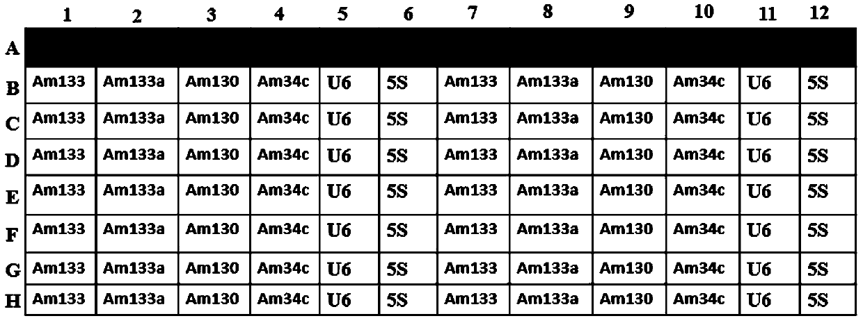 MicroRNA serum marker, primer set, kit and application for identifying sex of sturgeon