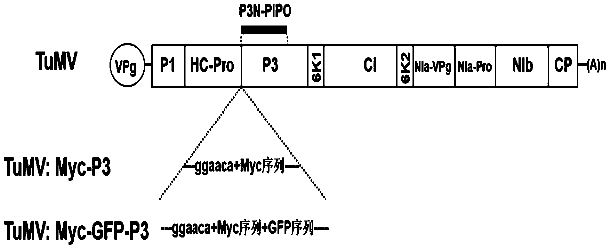 Method for inserting turnip mosaic virus (TuMV) P3 protein into labels and recombinant vector and application of (TuMV) P3 protein