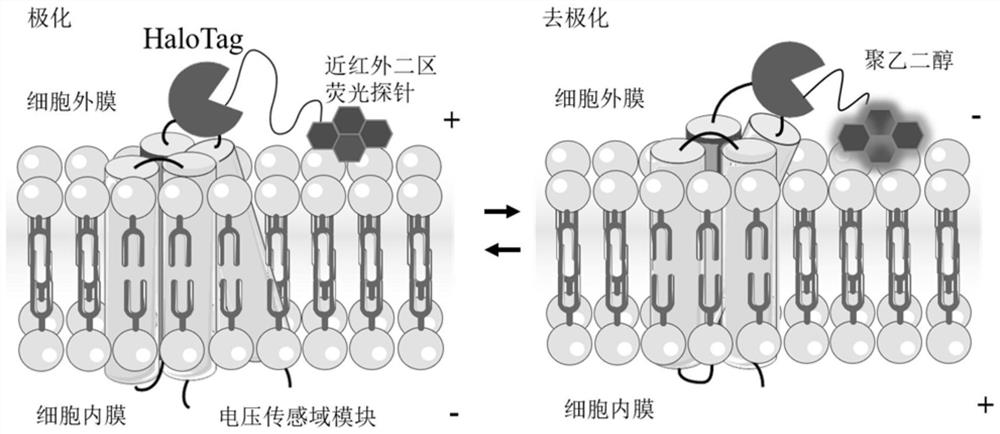 Genetic coding nanoprobe for cell membrane potential detection and preparation method and application thereof