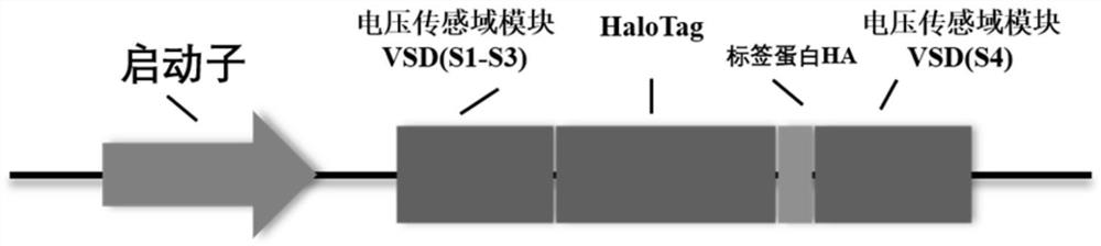 Genetic coding nanoprobe for cell membrane potential detection and preparation method and application thereof