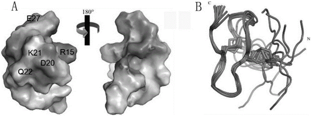 Centipede analgesic peptide SLP_RhTx and gene and application thereof