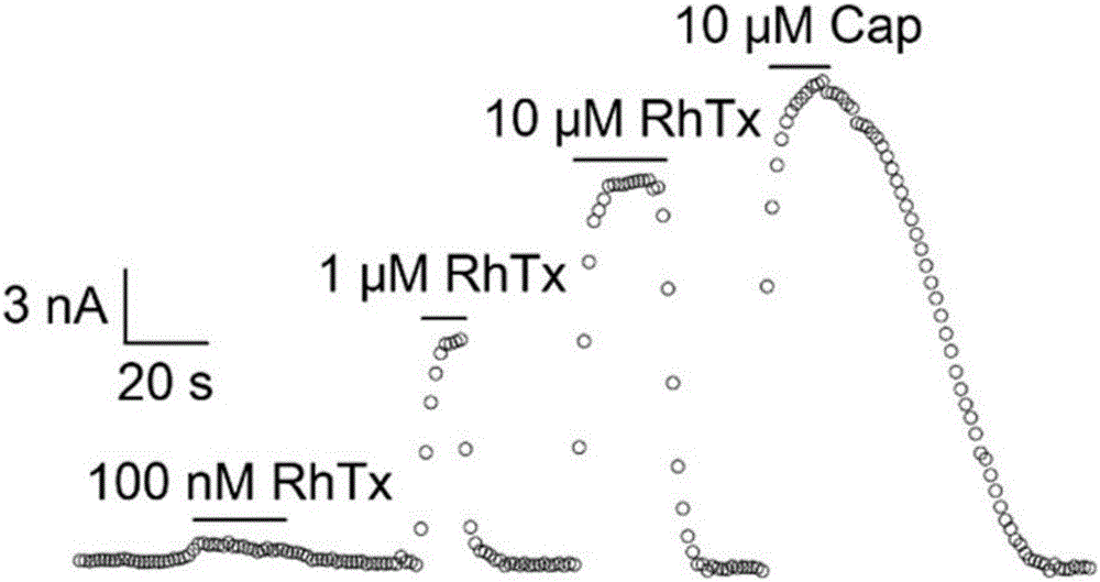 Centipede analgesic peptide SLP_RhTx and gene and application thereof