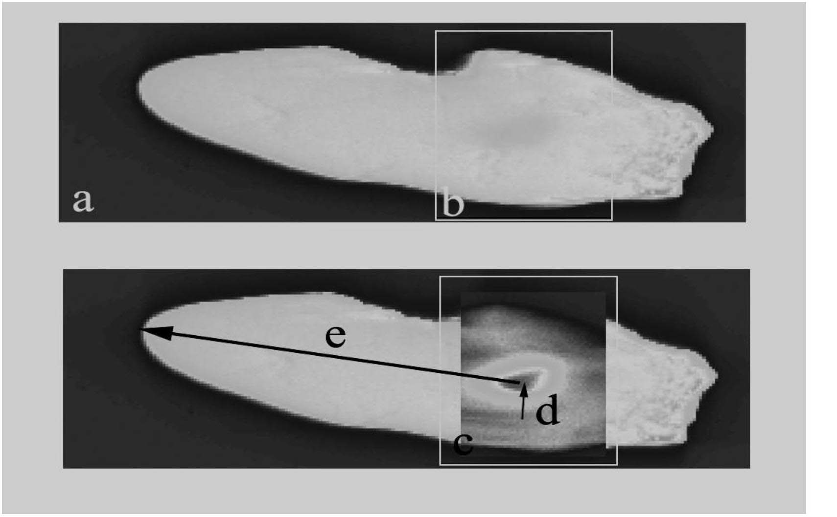 Method for researching migratory behaviour of anguilla japonica by employing otolith microchemistry
