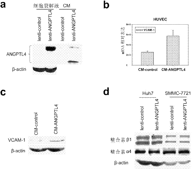 Method for regulating expression of vascular cell adhesion molecule-1 in vascular endothelial cell