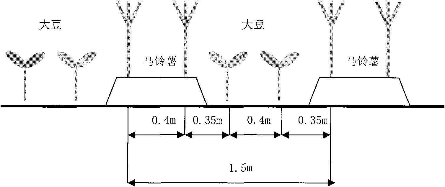 Novel compensation cultivation method for interplanting potato with soybean