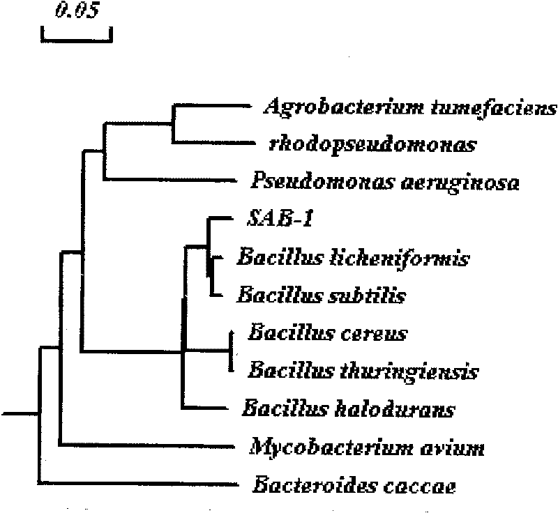 Bacillus firmus, bacterium agent and application thereof