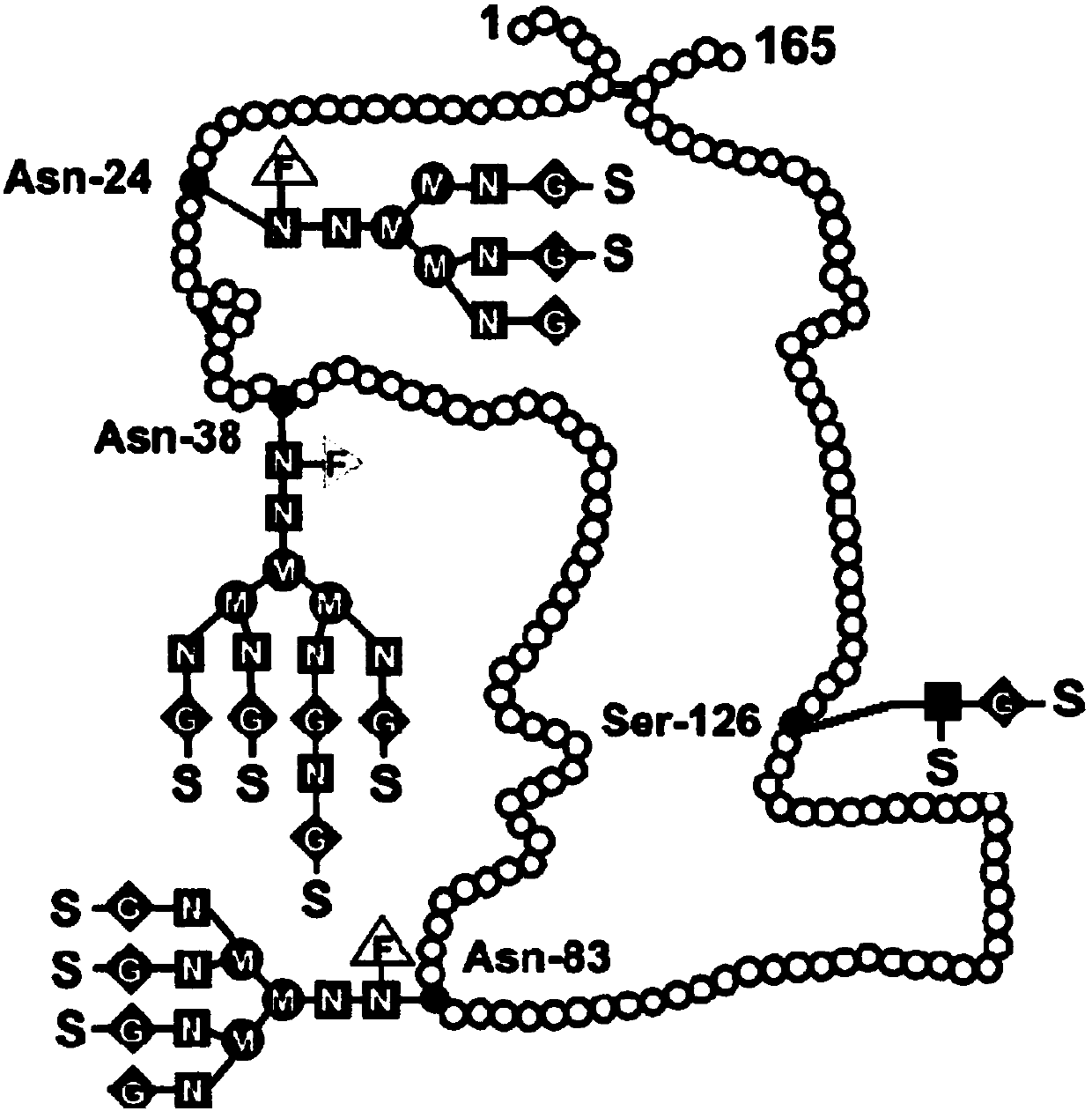 Preparation method of single-modified polyethylene glycol recombinant human erythropoietin, its products and applications