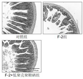 Application of chitosan oligosaccharide selenium in relieving pig intestinal barrier injury caused by F-2 toxin